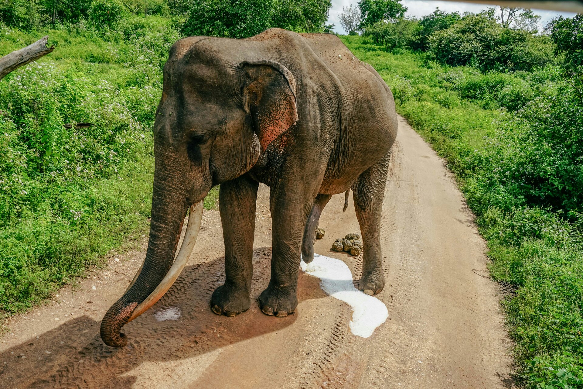 Udawalawe National Park