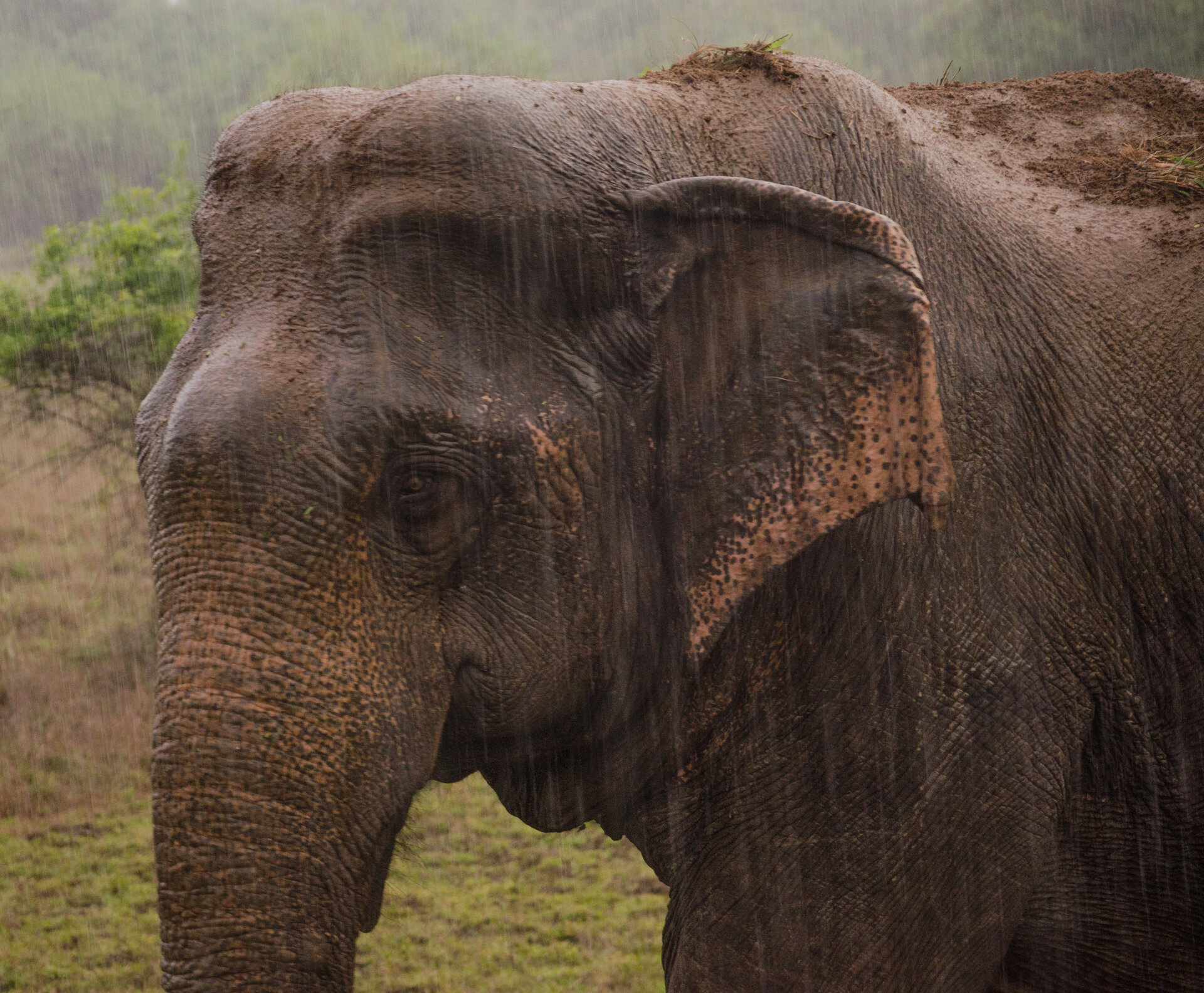 Wasgamuwa National Park