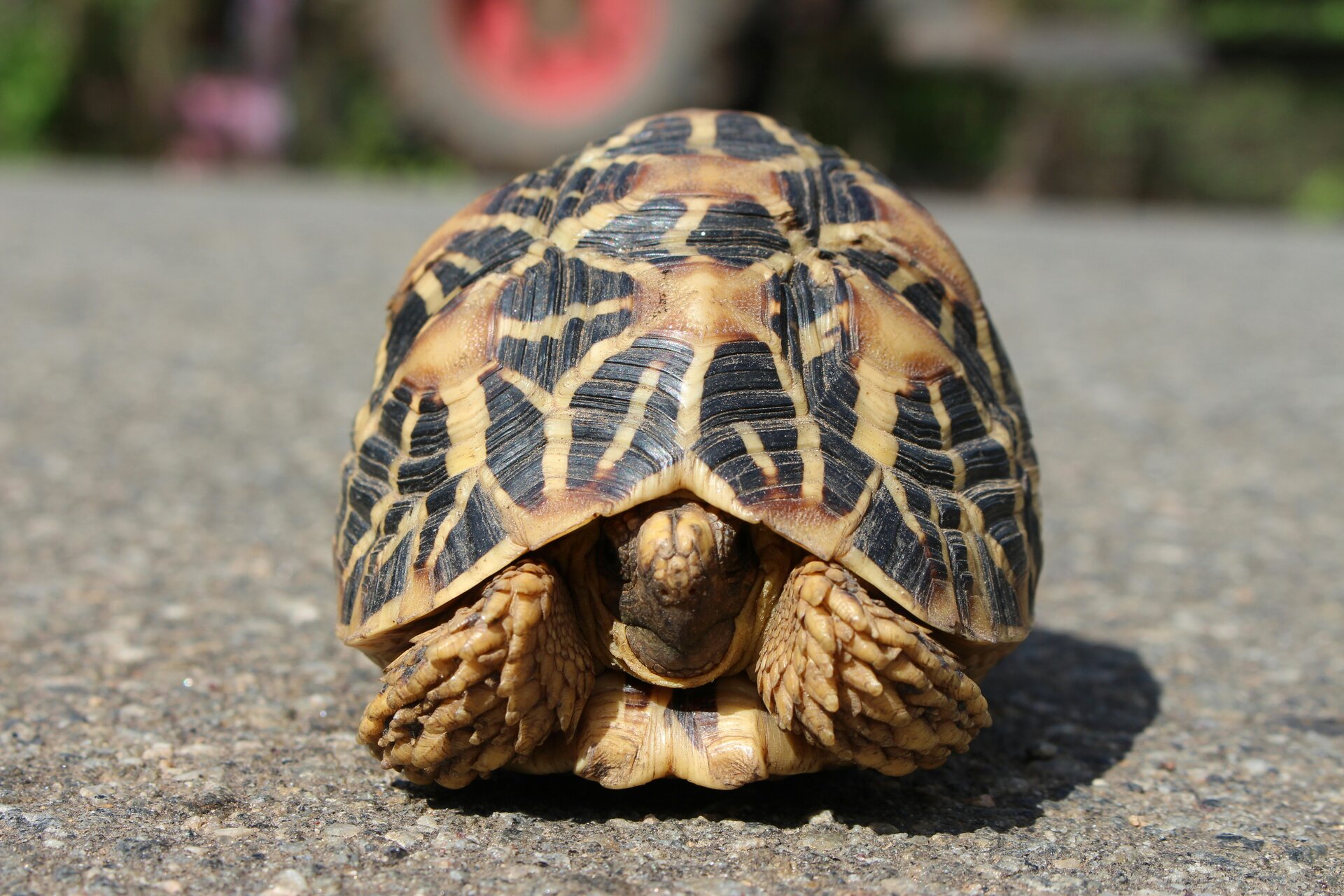 Bundala National Park