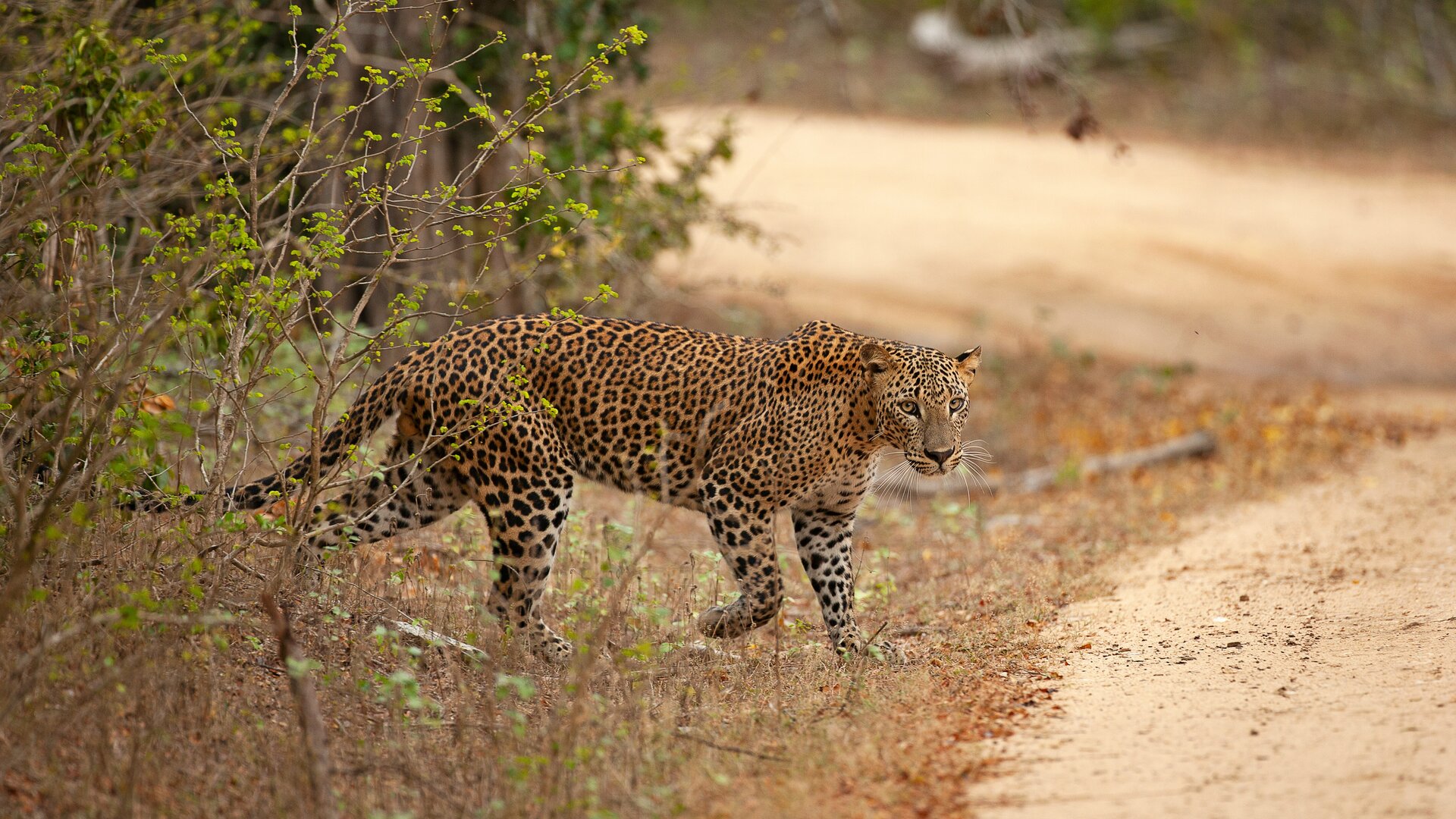 Yala National Park